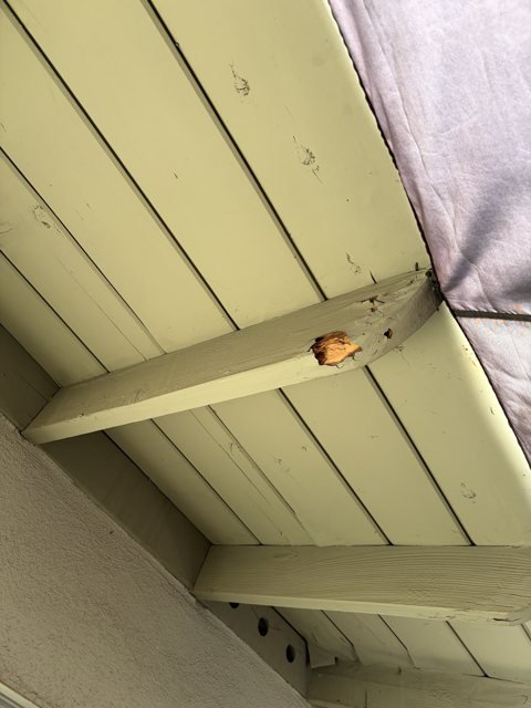 Termite damage in a painted rafter tail under the eaves