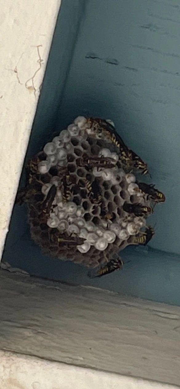 Nest attached beneath an exterior structural surface