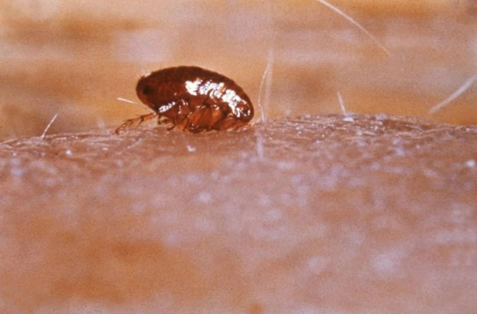 Close view of a flea from the existing site